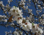 Almond